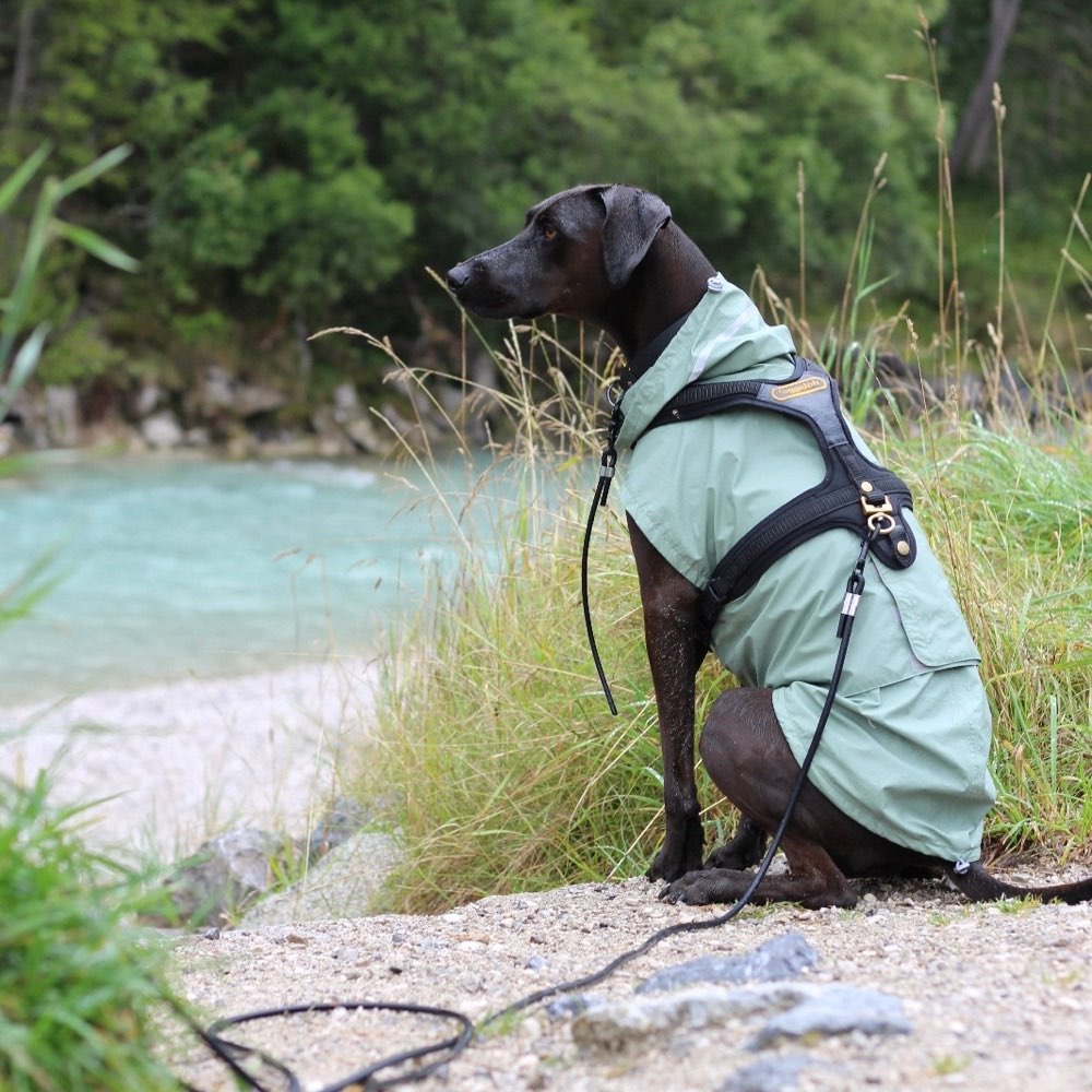 Hundetreffen-Social Walk-Profilbild