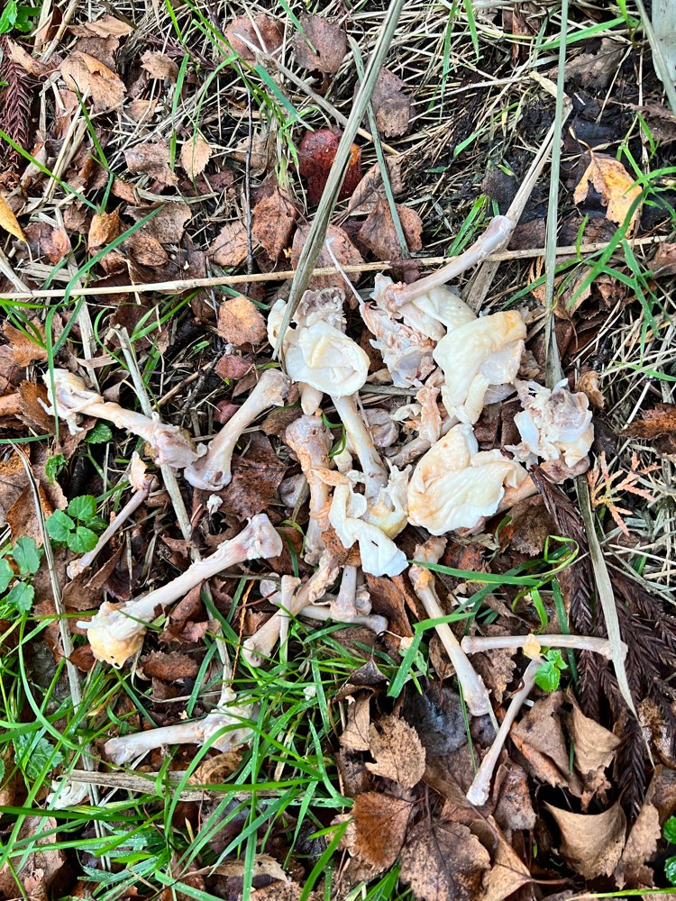 Giftköder-Knochen-Profilbild