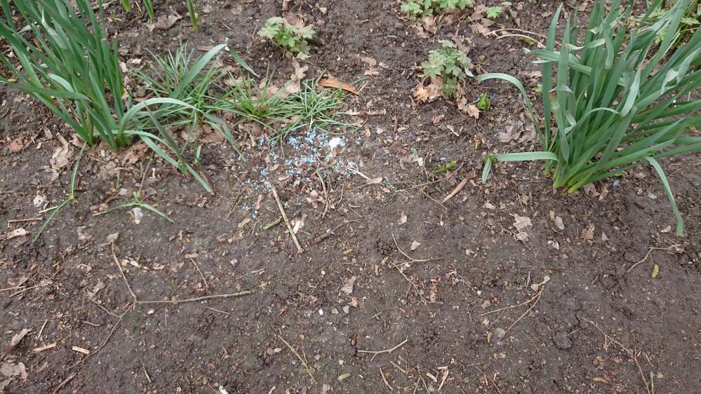 Giftköder-Gift (vermutlich Schneckenkorn)-Profilbild