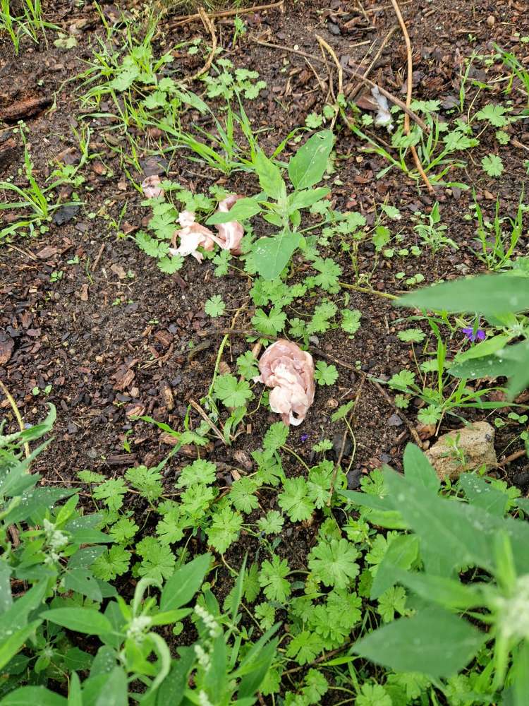Giftköder-Rohes Fleisch-Profilbild