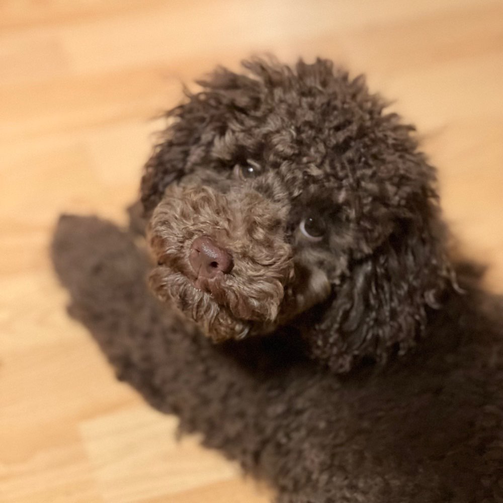 Hundetreffen-Welpen/Junghunde Treffen Sarneraatal-Profilbild