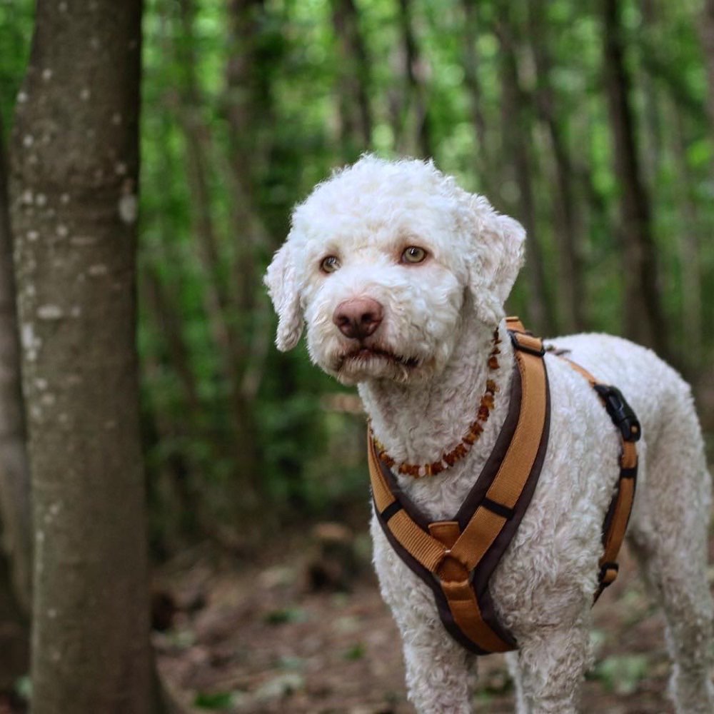 Hundetreffen-Spaziergang-Profilbild