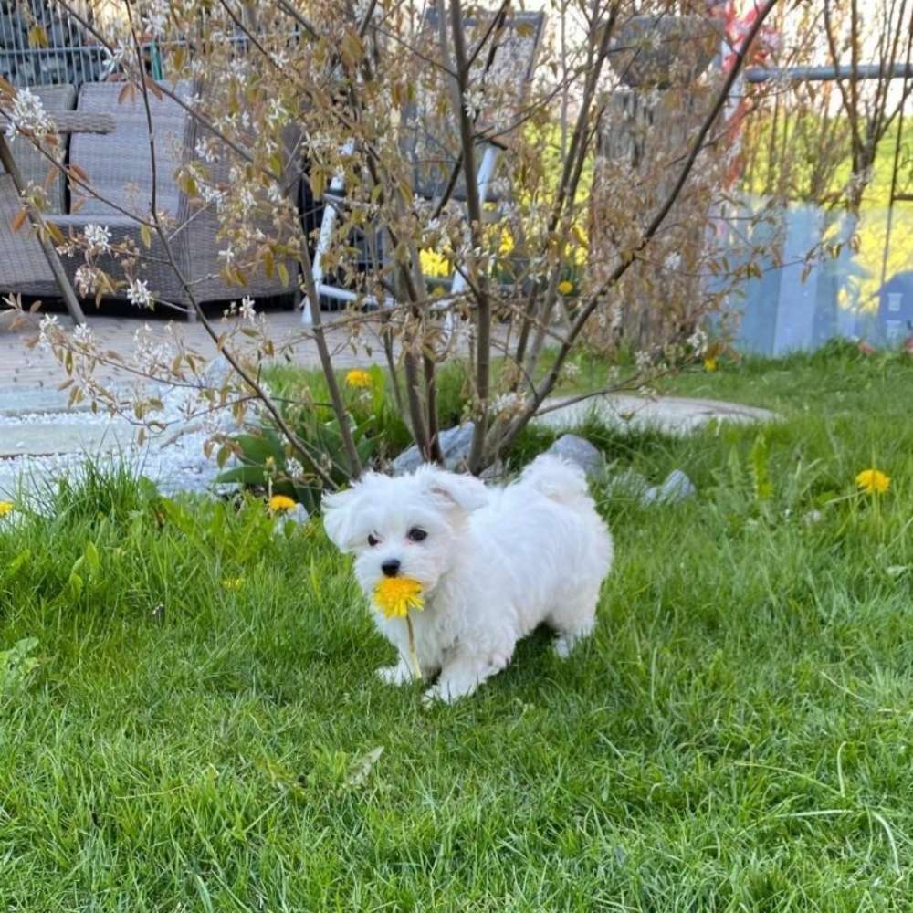 Hundetreffen-Über das Treffen-Profilbild