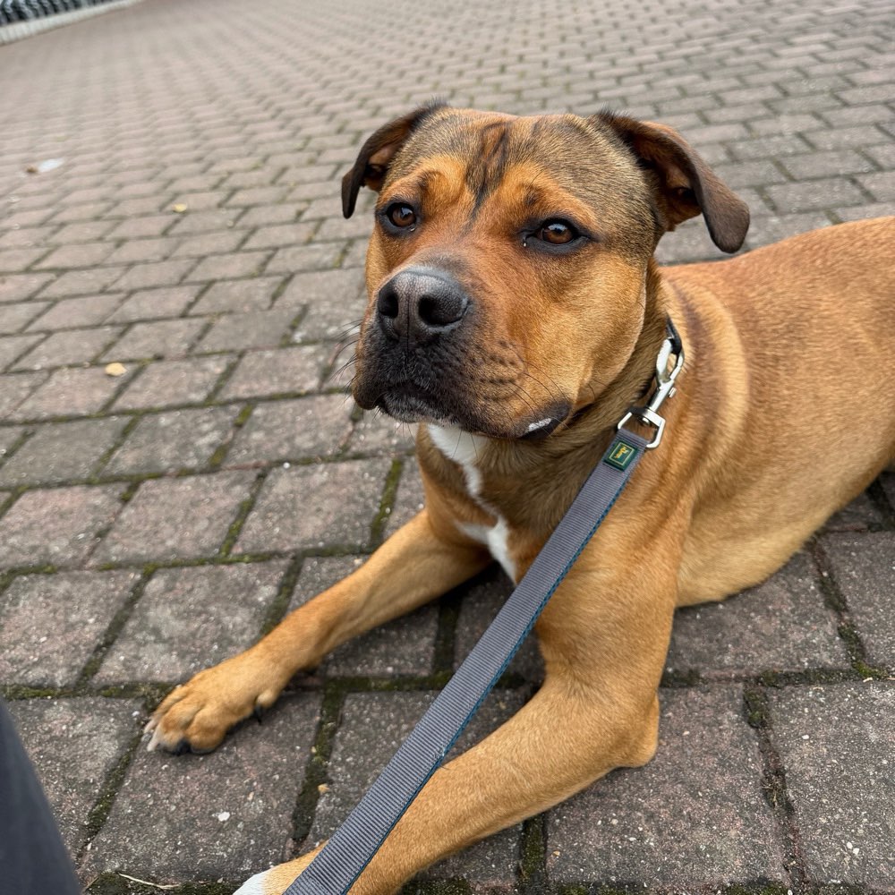 Hundetreffen-Gemeinsame Spazierrunden-Profilbild