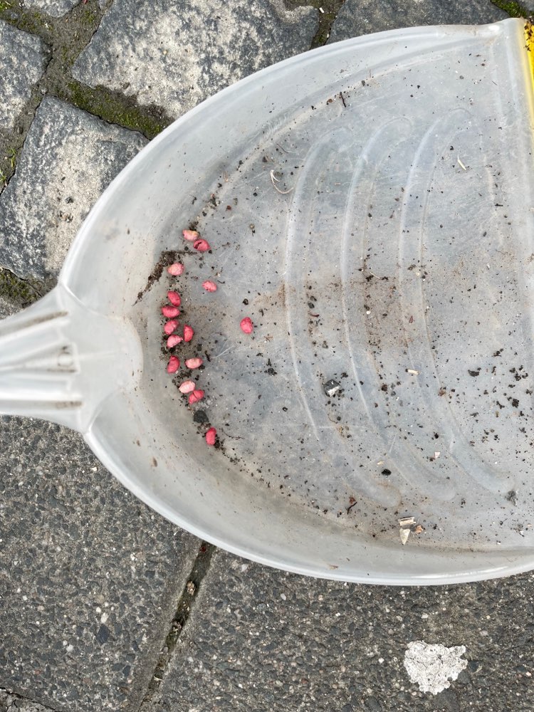 Giftköder-Kleine Menge Giftweizen auf Straße-Profilbild