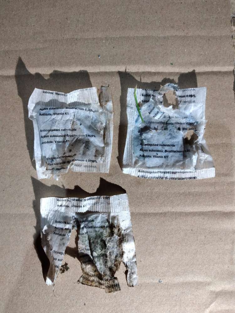 Giftköder-Rattengift-Profilbild