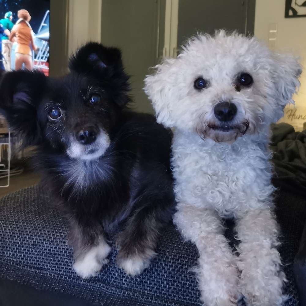 Hundetreffen-Dauerhaften Kontakt zum Gassi gehen🐶-Profilbild