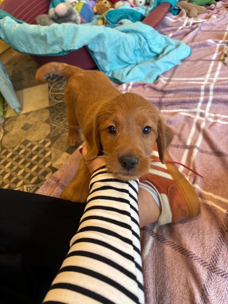 Hundetreffen-Welpentreffen Eimsbüttel u. Umgebung-Profilbild
