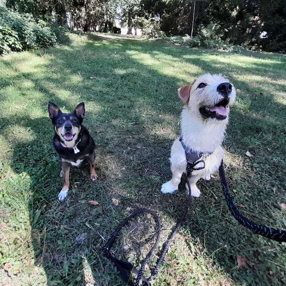 Hundetreffen-Verschiedene Treffen-Profilbild