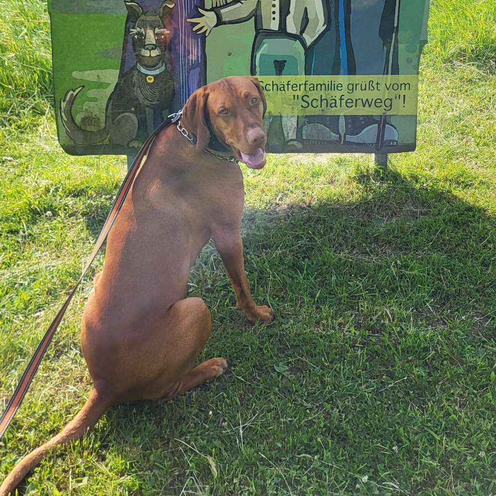 Hundetreffen-Katzengewöhnung-Profilbild