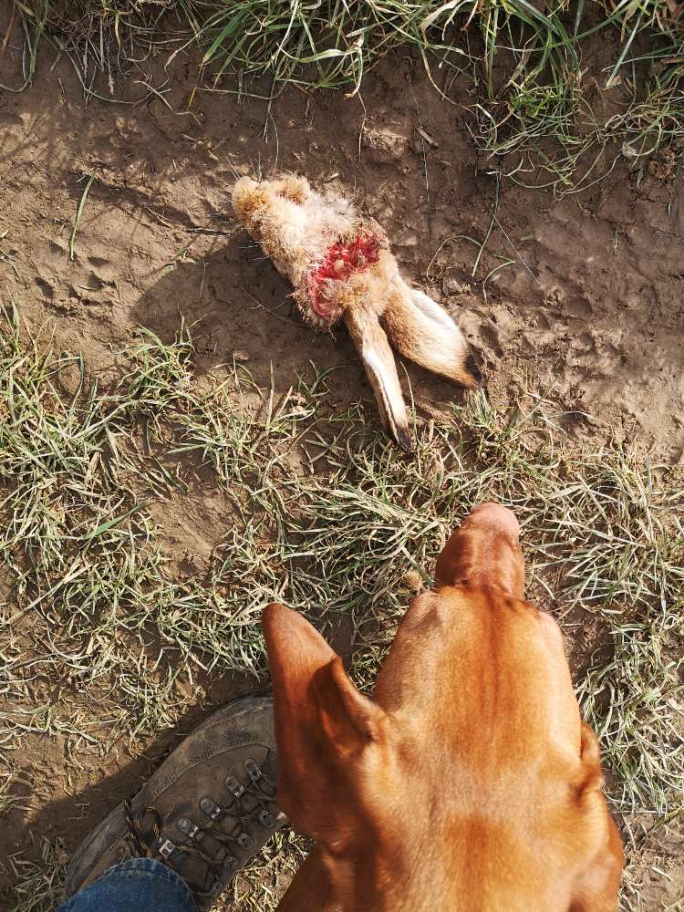 Giftköder-Abgetrennter Hasenkopf auf dem Feldweg-Profilbild