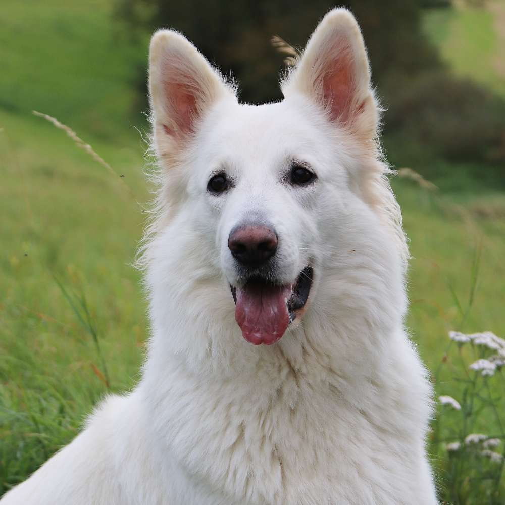 Hundetreffen-Gemeinsame spazier und Trainingsrunden-Profilbild