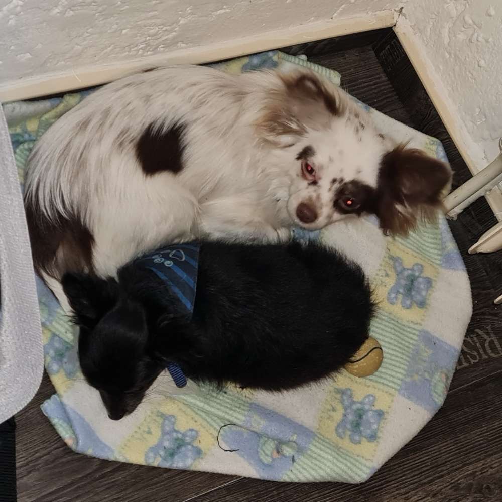 Hundetreffen-Welpentreffen in Holtland-Profilbild