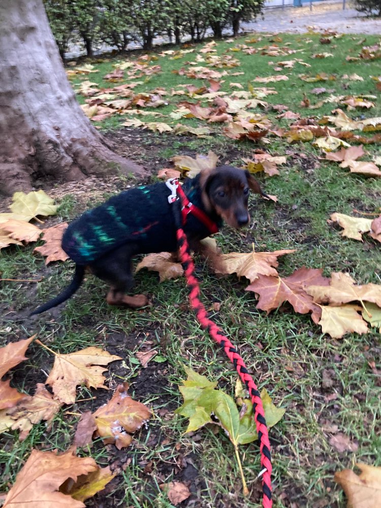 Hundetreffen-Welpentreff Finanzgarten oder am Schwabinger Bach E-Garten-Profilbild