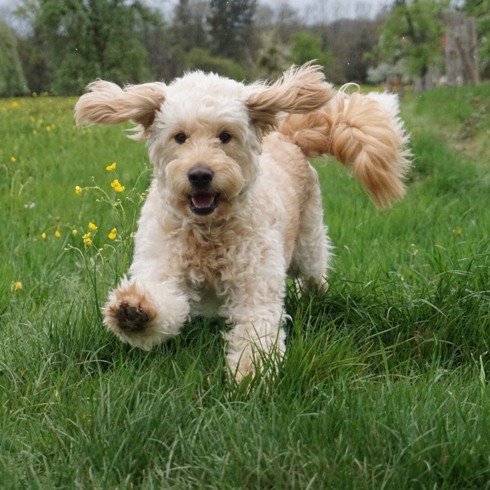 Hundetreffen-Spiel und Gassi-Profilbild