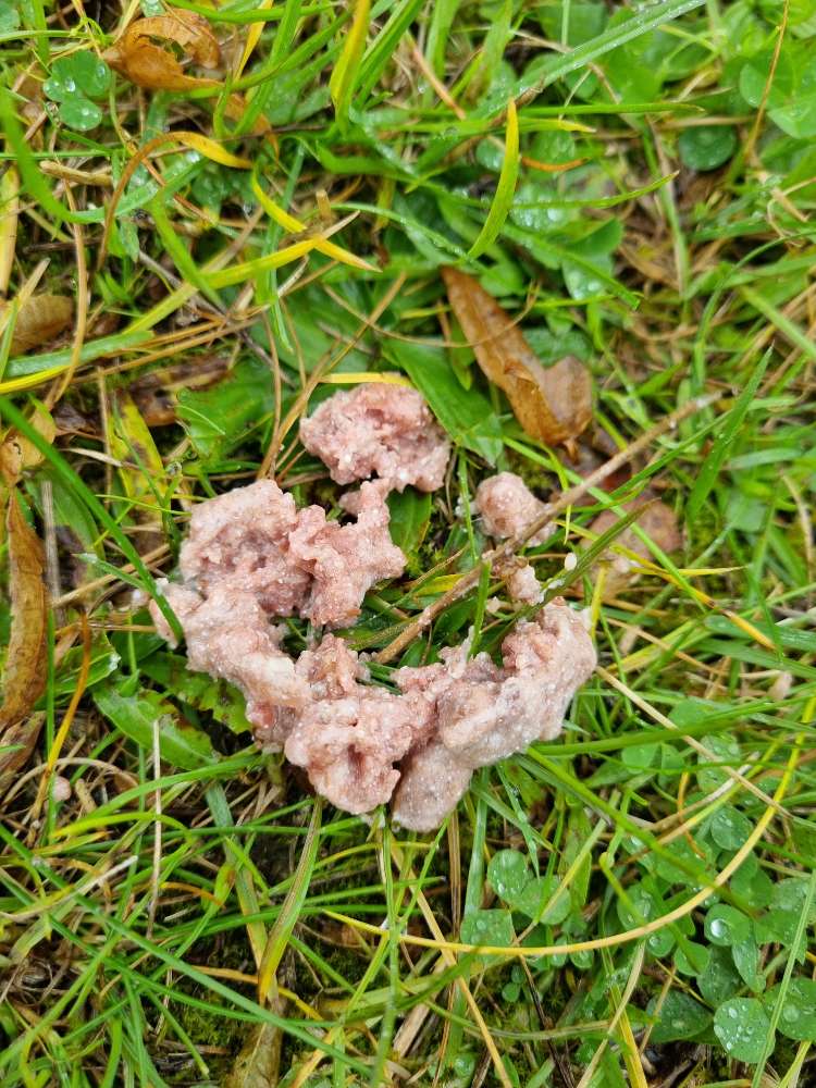 Giftköder-Giftköder Wüstenei-Profilbild