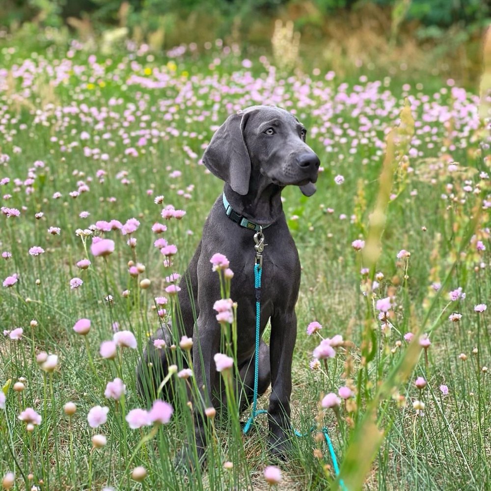 Hundetreffen-Spielgefährten gesucht-Profilbild