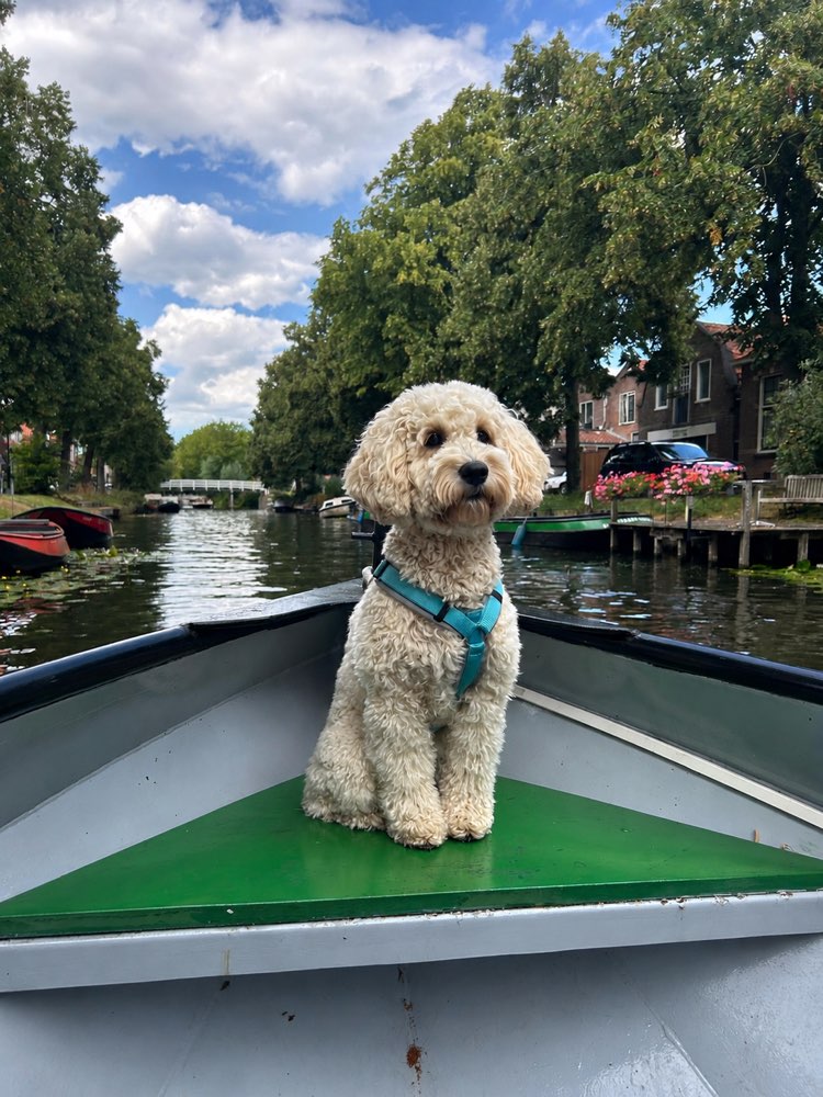 Hundetreffen-Spielfreund/in gesucht-Profilbild