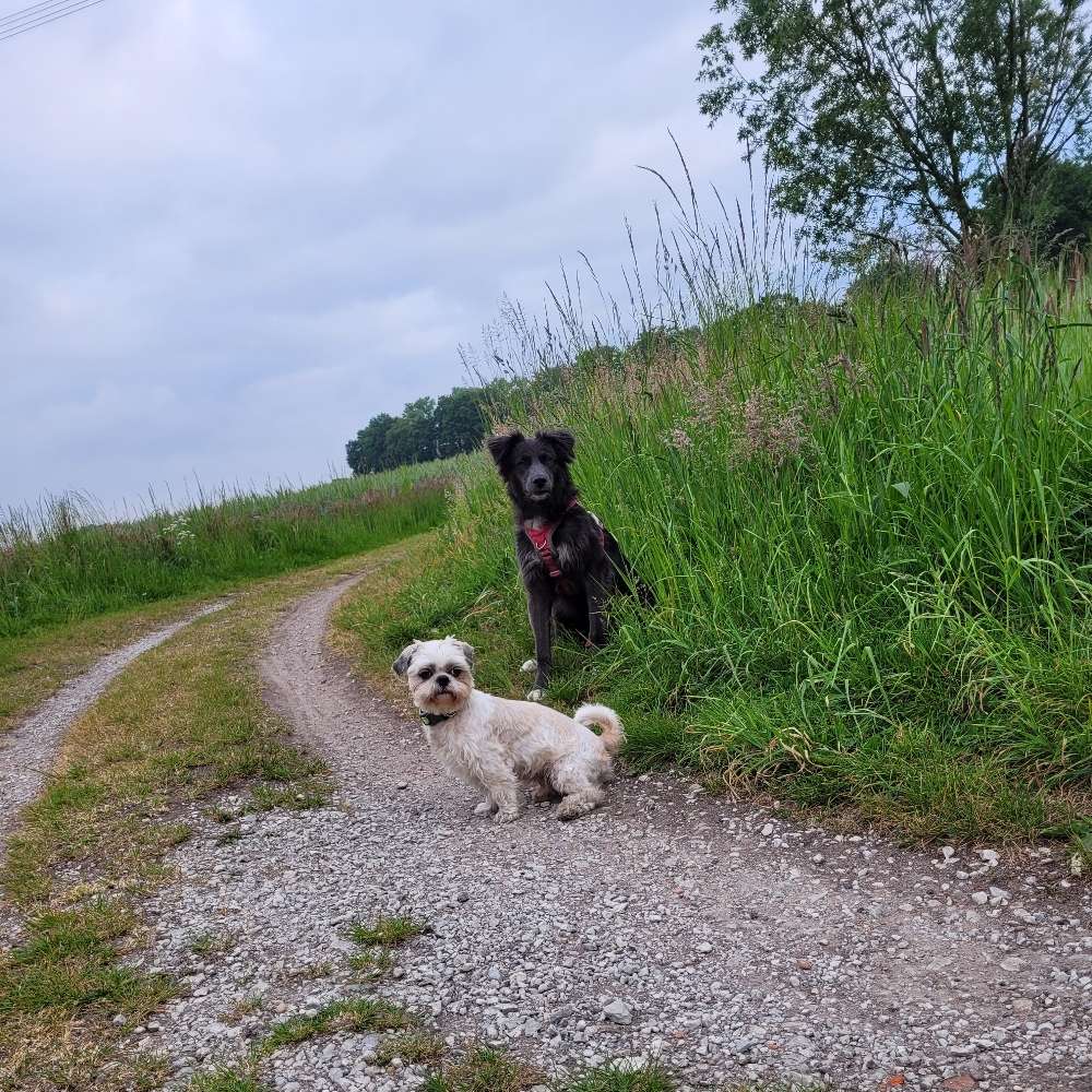 Hundetreffen-Suchen Hunde zum Spielen und trainieren-Profilbild