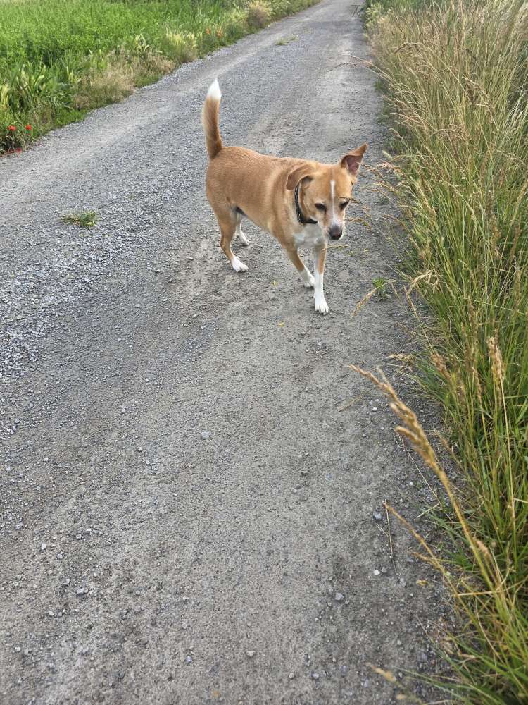 Hundetreffen-Treffen zum Spazieren gehen und spielen-Profilbild