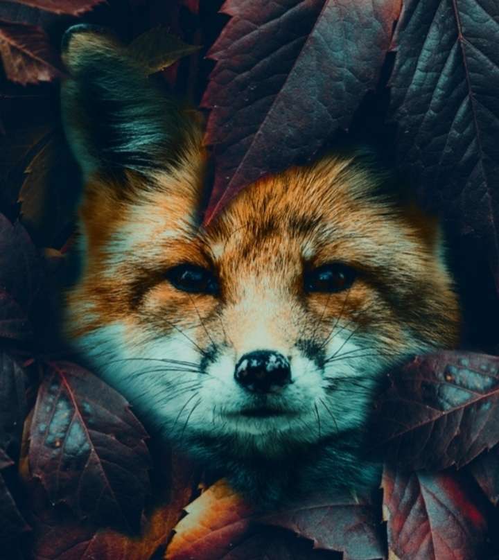 Giftköder-Achtung Staupe grassiert-Profilbild