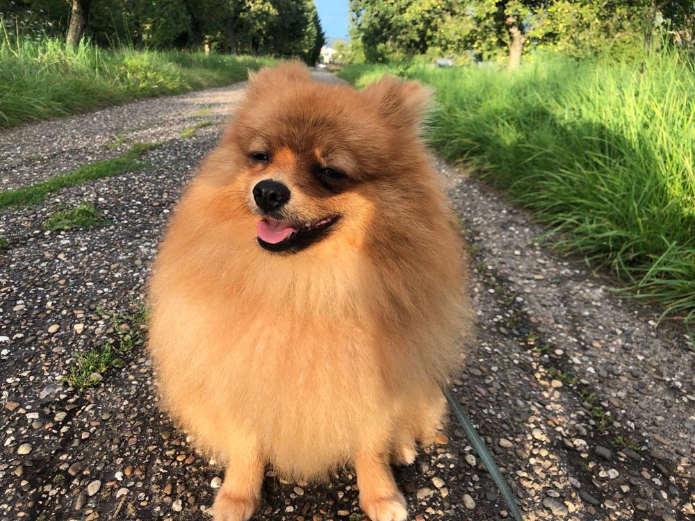 Hundetreffen-Pforzheim-Profilbild