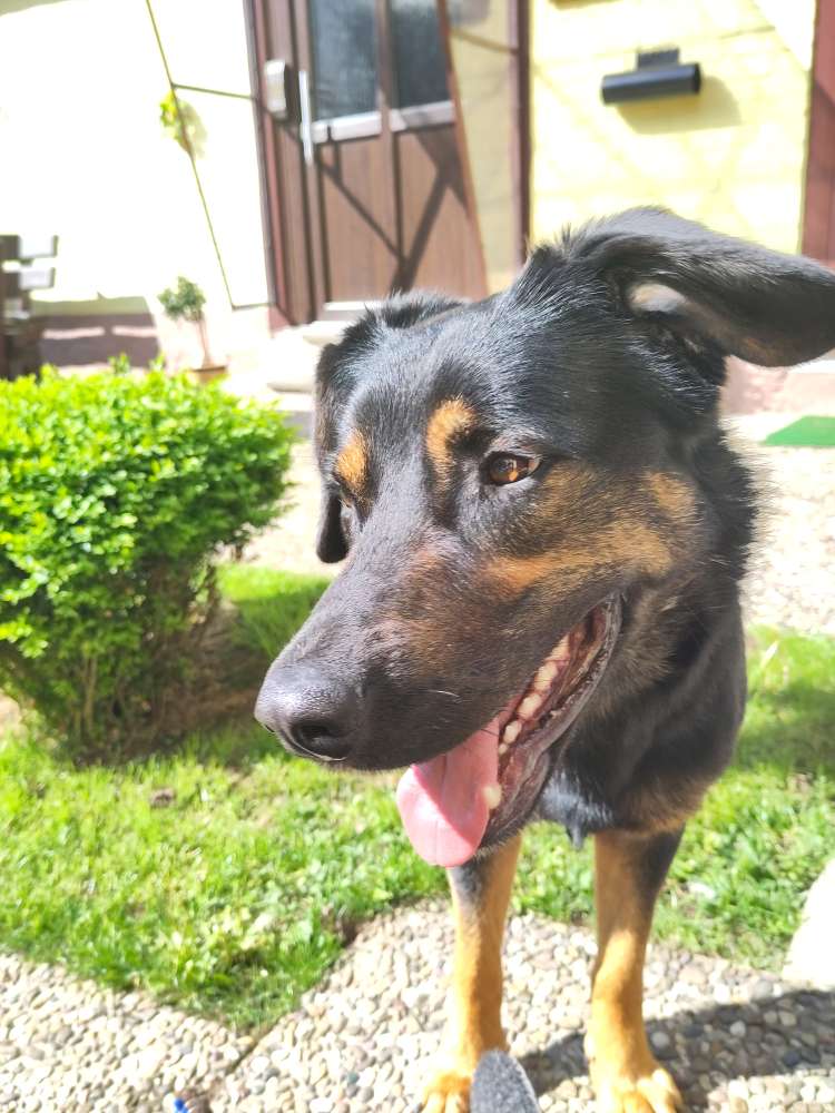 Hundetreffen-Partner für Gassi und Spielen gesucht-Profilbild