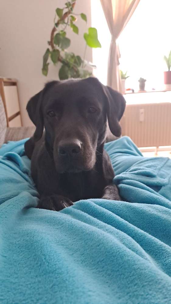 Hundetreffen-Gemeinsame Spaziergänge-Profilbild