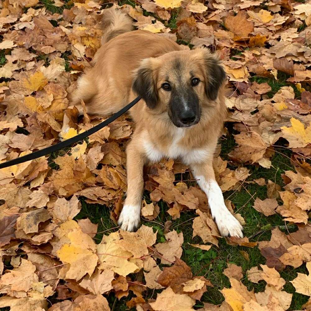 Hundetreffen-Gassi gehen in Ellingen-Profilbild