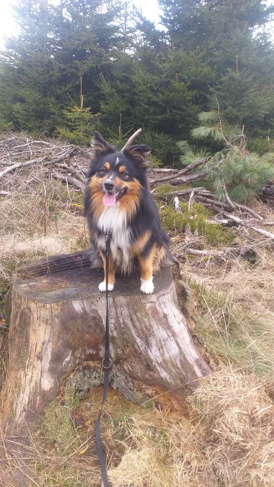 Hundetreffen-Gassi- und Spielpartner für Flitzefuchs gesucht-Profilbild