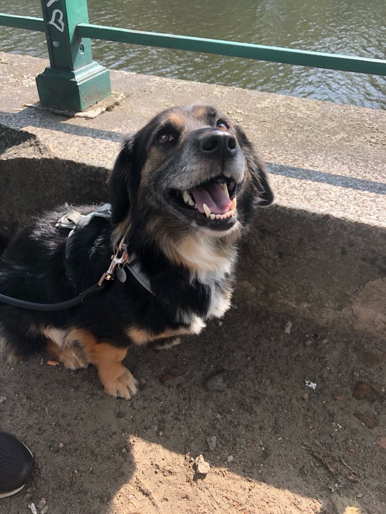 Hundetreffen-Social Walk-Profilbild