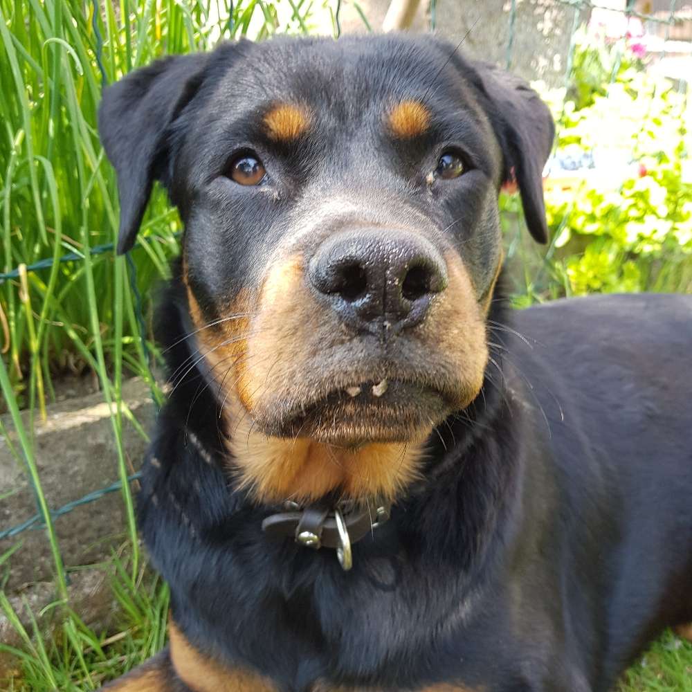 Hundetreffen-Treffen in Ansfelden bis Linz-Profilbild