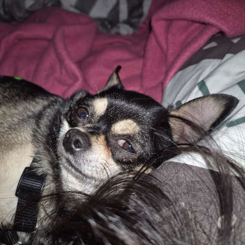 Hundetreffen-Junghunde treff im 11. BEZIRK-Profilbild