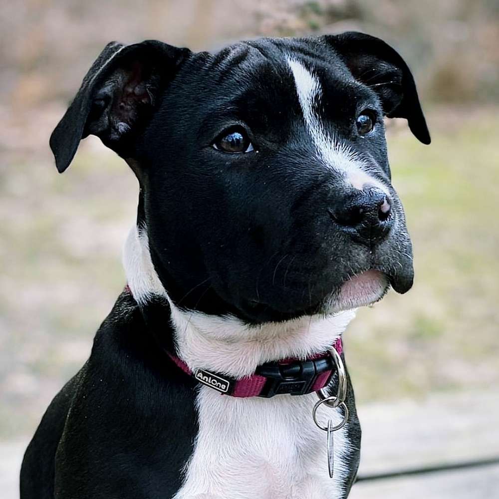 Hundetreffen-Ausflüge und Spaziergänge-Profilbild