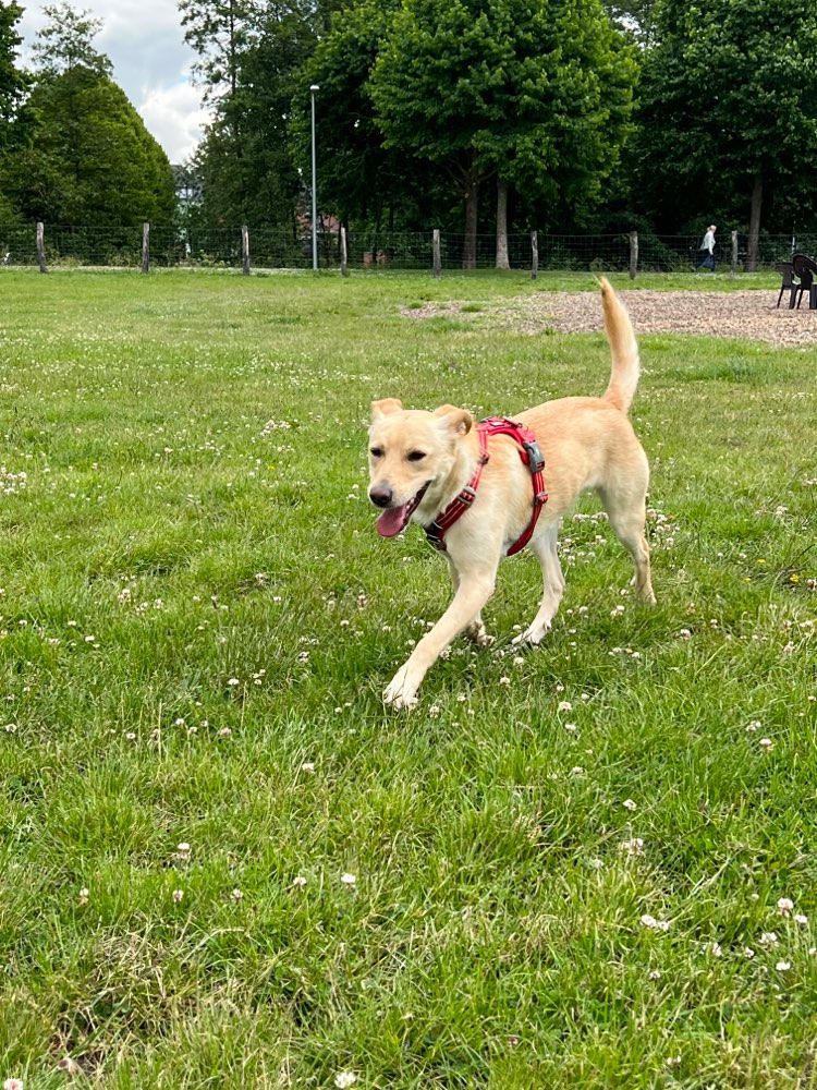 Hundetreffen-Hundekumpel gesucht😊-Profilbild