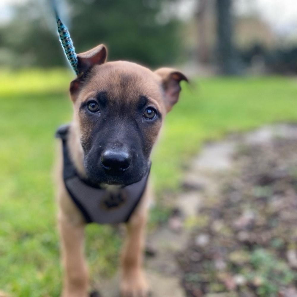 Hundetreffen-Welpentreffen-Profilbild