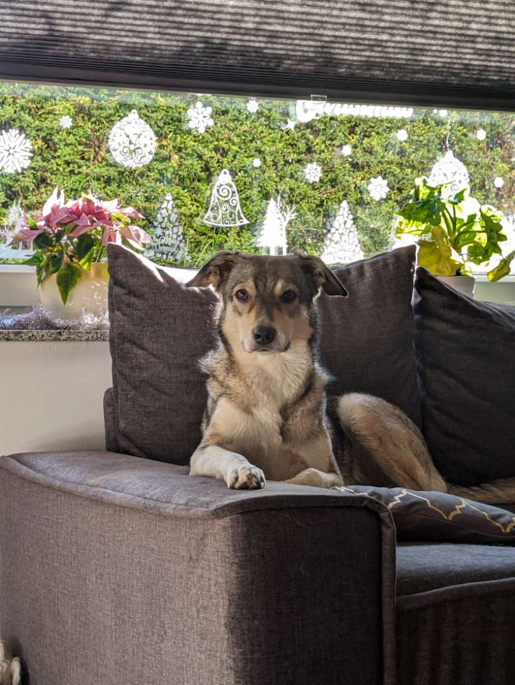 Hundetreffen-Training Hundebegegnungen an der Leine-Profilbild