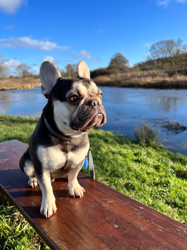 Hundetreffen-Spielen/ Hundekontakt-Profilbild