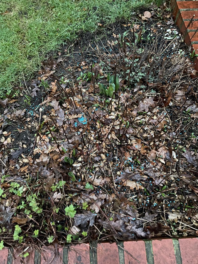 Giftköder-Blaue Körner-Profilbild