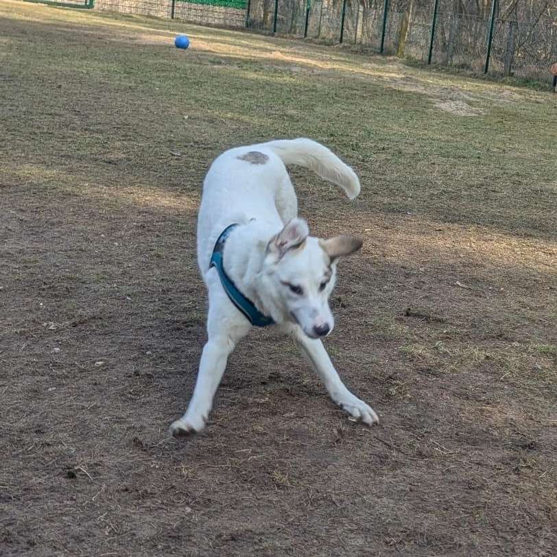 Hundetreffen-Social Walk, mit vorigem Kennenlernen🐾🐕-Profilbild
