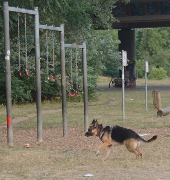 Giftköder-Infos f.Ordnungsamt gesucht (Luna)-Profilbild