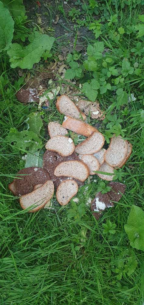 Giftköder-Brot mit Giftköder-Profilbild