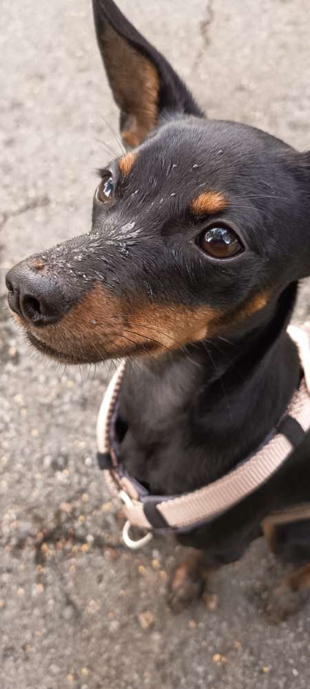 Hundetreffen-Hundetreff-Profilbild