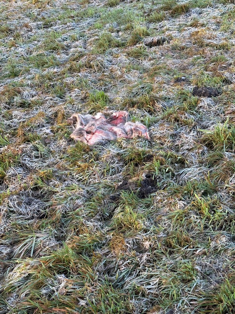 Giftköder-+++ Triggerwarnung Foto: Totes Tier +++-Profilbild