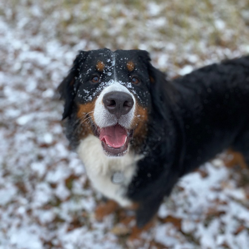 Hundetreffen-Spielgefährte-Profilbild