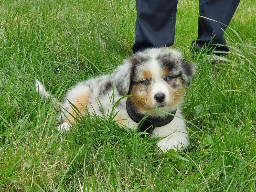 Hundetreffen-Welpentreff /Welpenspielrunde-Profilbild