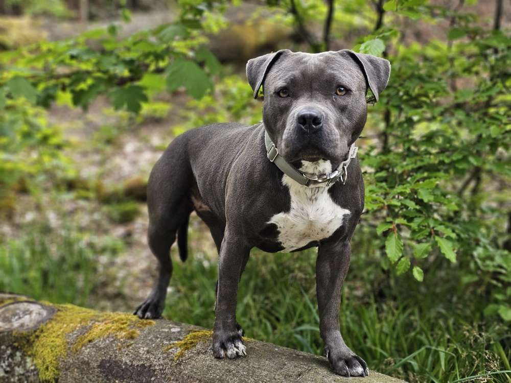Hundetreffen-Spiel Spaß 😊-Profilbild
