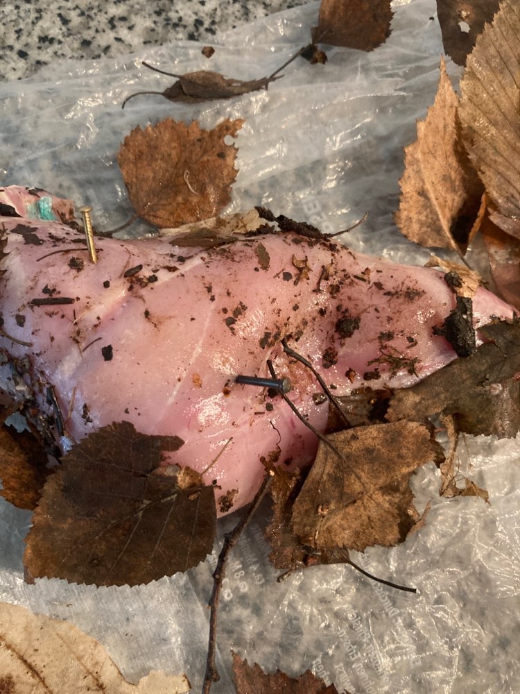 Giftköder-Putenkeule-Profilbild