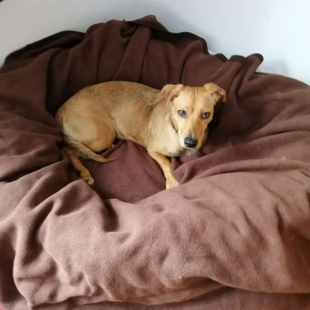 Hundetreffen-Erwachsenen Hundetreffen-Profilbild