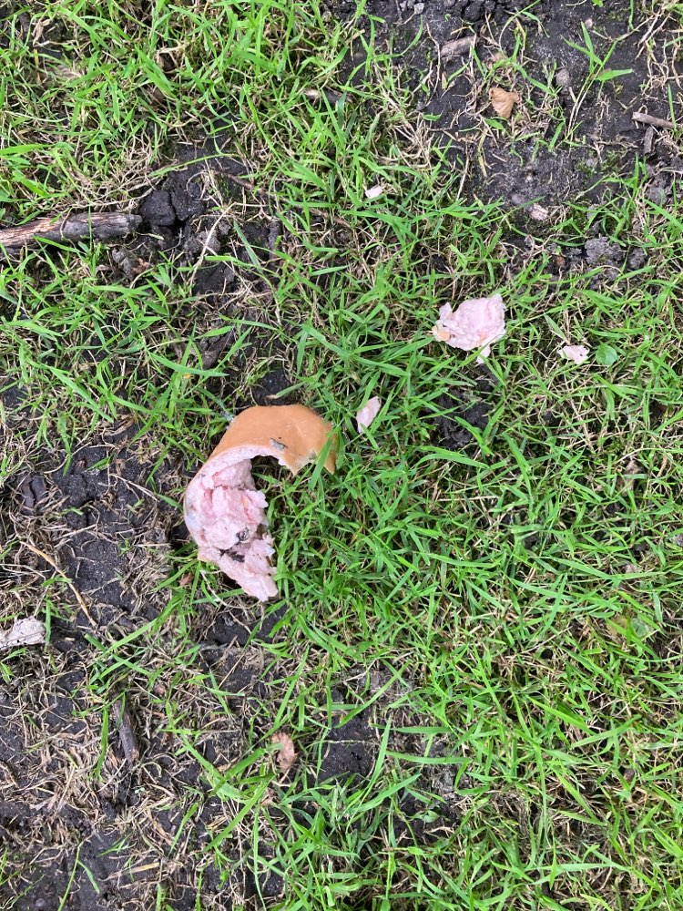 Giftköder-Fleischwurst im Gebüsch!!!-Profilbild